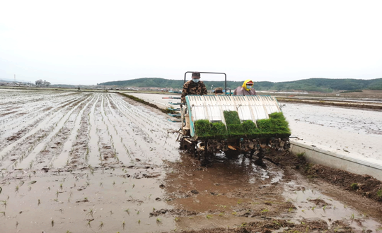 14 yl6809永利农业水稻插秧现场_副本.png